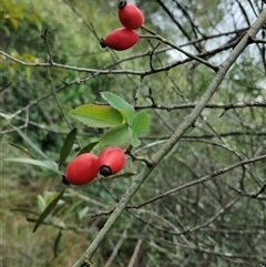 Rosa canina (Dog Rose) at Orangeville, NSW - 30 Jan 2025 by belleandjason