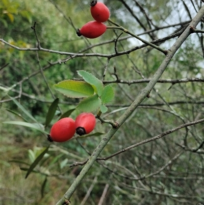 Rosa canina (Dog Rose) at Orangeville, NSW - 30 Jan 2025 by belleandjason