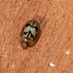 Peltoschema hamadryas (Hamadryas leaf beetle) at Higgins, ACT by AlisonMilton