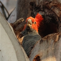 Callocephalon fimbriatum (Gang-gang Cockatoo) at Hughes, ACT - 28 Jan 2025 by LisaH