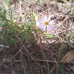 Vittadinia muelleri (Narrow-leafed New Holland Daisy) at Cooma, NSW - 30 Jan 2025 by mahargiani