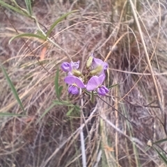 Glycine clandestina (Twining Glycine) at Cooma, NSW - 30 Jan 2025 by mahargiani