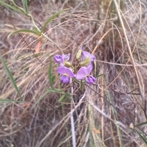 Glycine clandestina at Cooma, NSW - 30 Jan 2025 02:34 PM