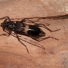 Phoracantha semipunctata (Common Eucalypt Longicorn) at Higgins, ACT - 27 Jan 2025 by AlisonMilton