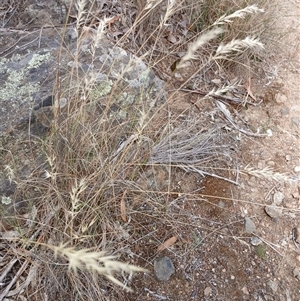 Rytidosperma sp. at Cooma, NSW by mahargiani