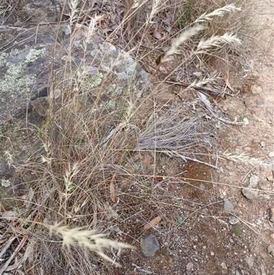 Rytidosperma sp. (Wallaby Grass) at Cooma, NSW - 30 Jan 2025 by mahargiani