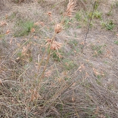 Themeda triandra at Cooma, NSW - 30 Jan 2025 by mahargiani