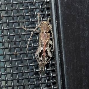 Phacodes personatus (Longhorn beetle) at Higgins, ACT by AlisonMilton