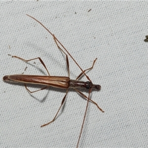 Rhinophthalmus nasutus (A Longhorn Beetle) at Higgins, ACT by AlisonMilton