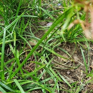 Cyperus sp. at Franklin, ACT by EmilySutcliffe