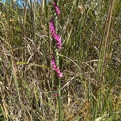 Spiranthes australis (Austral Ladies Tresses) at Booth, ACT - 30 Jan 2025 by AdamHenderson