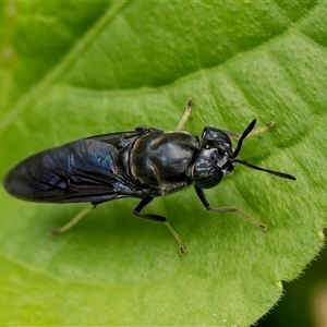 Hermetia illucens (American Soldier Fly) at Weston, ACT by Kenp12