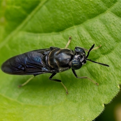 Hermetia illucens (American Soldier Fly) at Weston, ACT - 30 Jan 2025 by Kenp12