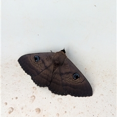 Dasypodia selenophora at Gateway Island, VIC - 27 Jan 2025 by Darcy