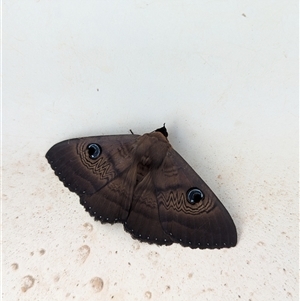 Dasypodia selenophora at Gateway Island, VIC by Darcy