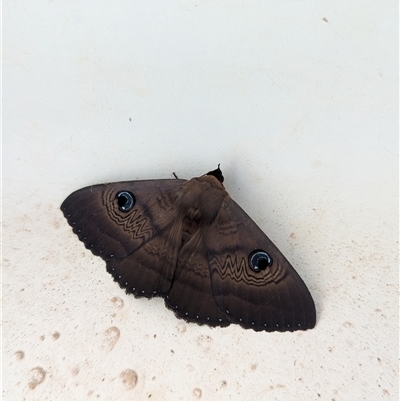 Dasypodia selenophora (Southern old lady moth) at Gateway Island, VIC - 27 Jan 2025 by Darcy