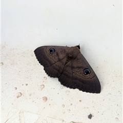 Dasypodia selenophora at Gateway Island, VIC - 27 Jan 2025 05:36 PM