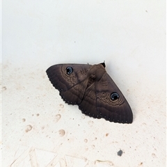 Dasypodia selenophora at Gateway Island, VIC - 27 Jan 2025 05:36 PM