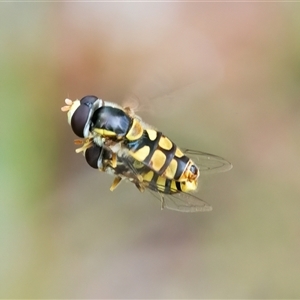 Unidentified Hover fly (Syrphidae) at Googong, NSW by WHall