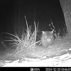 Vombatus ursinus (Common wombat, Bare-nosed Wombat) at Mittagong, NSW - 23 Dec 2024 by ElizaJAnt