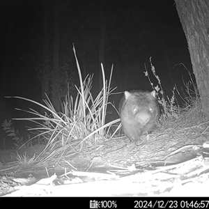 Vombatus ursinus (Common wombat, Bare-nosed Wombat) at Mittagong, NSW by ElizaJAnt