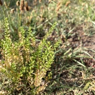 Lepidium sp. at Wanniassa, ACT - 30 Jan 2025 by jks