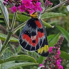 Delias harpalyce (Imperial Jezebel) at Braidwood, NSW - 30 Jan 2025 by MatthewFrawley