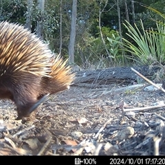 Tachyglossus aculeatus at Mittagong, NSW - 1 Oct 2024 by ElizaJAnt