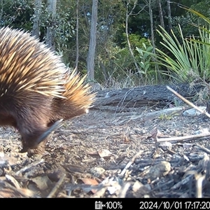 Tachyglossus aculeatus at Mittagong, NSW - suppressed