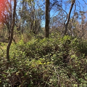 Rubus anglocandicans (Blackberry) at Watson, ACT by waltraud