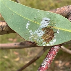 Unidentified Insect at Higgins, ACT - 28 Jan 2025 by Jennybach