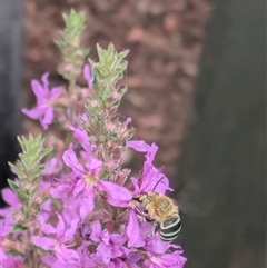 Amegilla sp. (genus) (Blue Banded Bee) at Hackett, ACT - 30 Jan 2025 by WalterEgo