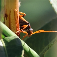 Unidentified Spider wasp (Pompilidae) at Wodonga, VIC - 25 Jan 2025 by KylieWaldon