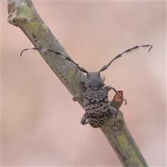 Unidentified Longhorn beetle (Cerambycidae) at Yass River, NSW - 29 Jan 2025 by ConBoekel