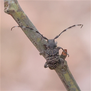 Unidentified Longhorn beetle (Cerambycidae) at Yass River, NSW by ConBoekel