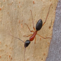 Camponotus consobrinus at Yass River, NSW - 29 Jan 2025 by ConBoekel