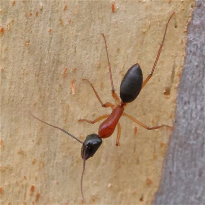 Camponotus nigriceps (Black-headed sugar ant) at Yass River, NSW - 30 Jan 2025 by ConBoekel