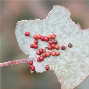 Unidentified Unidentified Insect Gall at Yass River, NSW - 30 Jan 2025 by ConBoekel