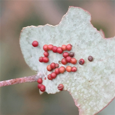 Unidentified Unidentified Insect Gall at Yass River, NSW - 29 Jan 2025 by ConBoekel