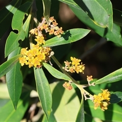 Tristaniopsis laurina at Wodonga, VIC - 26 Jan 2025 by KylieWaldon