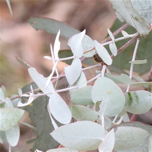 Eucalyptus bridgesiana at Yass River, NSW by ConBoekel