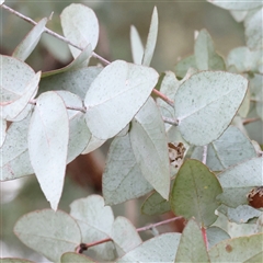 Eucalyptus cinerea at Yass River, NSW - 30 Jan 2025 07:43 AM