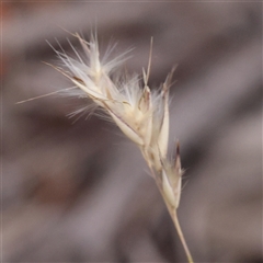 Rytidosperma sp. at Yass River, NSW - 29 Jan 2025 by ConBoekel