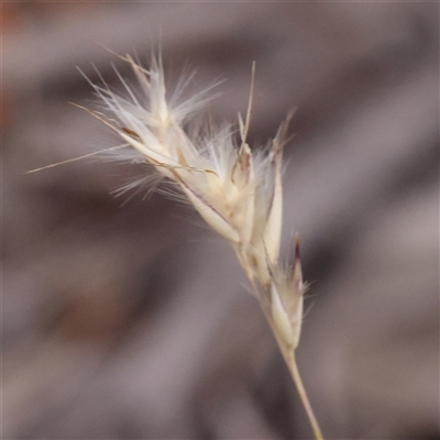 Rytidosperma sp. (Wallaby Grass) at Yass River, NSW - 30 Jan 2025 by ConBoekel