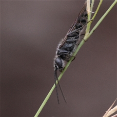 Tiphiidae (family) (Unidentified Smooth flower wasp) at Yass River, NSW - 29 Jan 2025 by ConBoekel