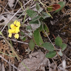 Goodenia hederacea (Ivy Goodenia) at Yass River, NSW - 30 Jan 2025 by ConBoekel