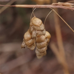 Briza maxima (Quaking Grass, Blowfly Grass) at Yass River, NSW - 30 Jan 2025 by ConBoekel