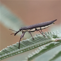 Unidentified Weevil (Curculionoidea) at Yass River, NSW - 29 Jan 2025 by ConBoekel