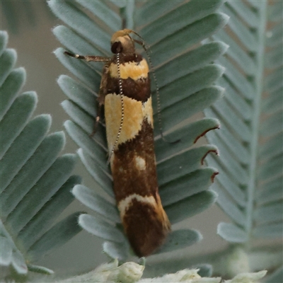 Macrobathra chrysotoxa (A Cosmet moth (Cosmopteriginae) at Yass River, NSW - 30 Jan 2025 by ConBoekel