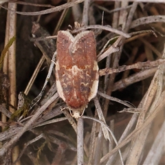 Unidentified Moth (Lepidoptera) at Yass River, NSW - 29 Jan 2025 by ConBoekel